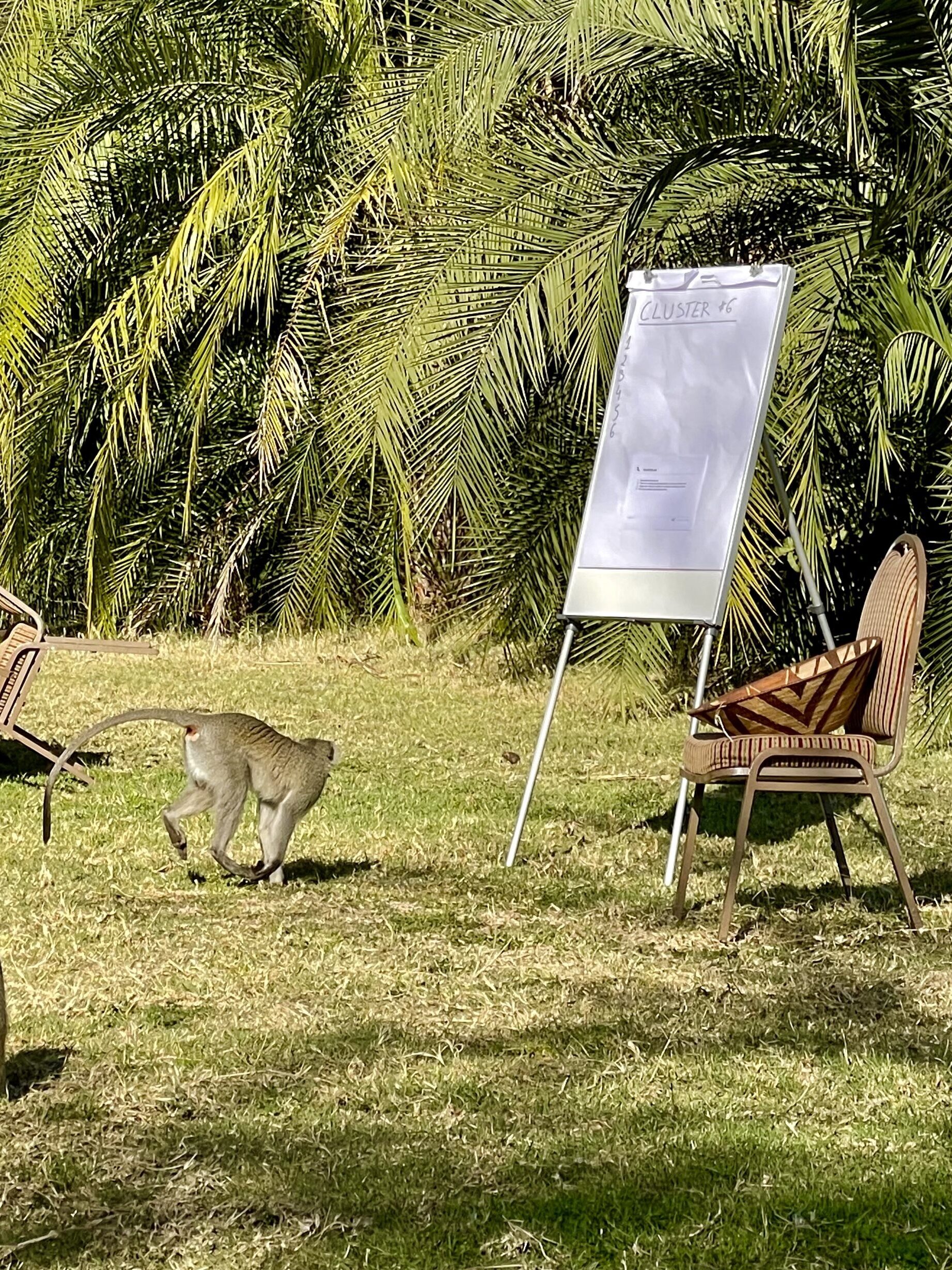 Sense-making in Foresight